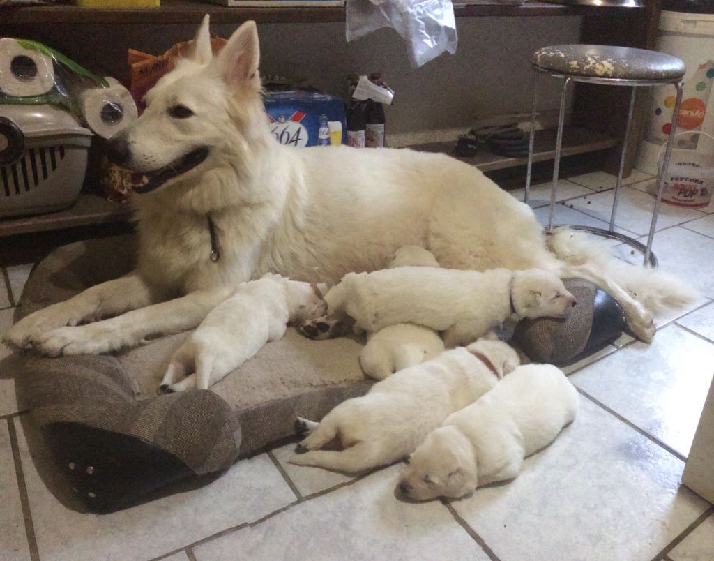 Des Bergers De L'Eau Vive - Berger Blanc Suisse - Portée née le 04/10/2018
