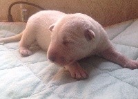 CHIOT femelle
