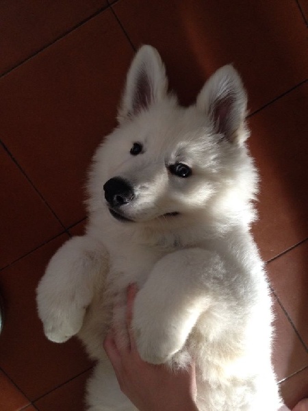 Des Bergers De L'Eau Vive - Berger Blanc Suisse - Portée née le 19/04/2014