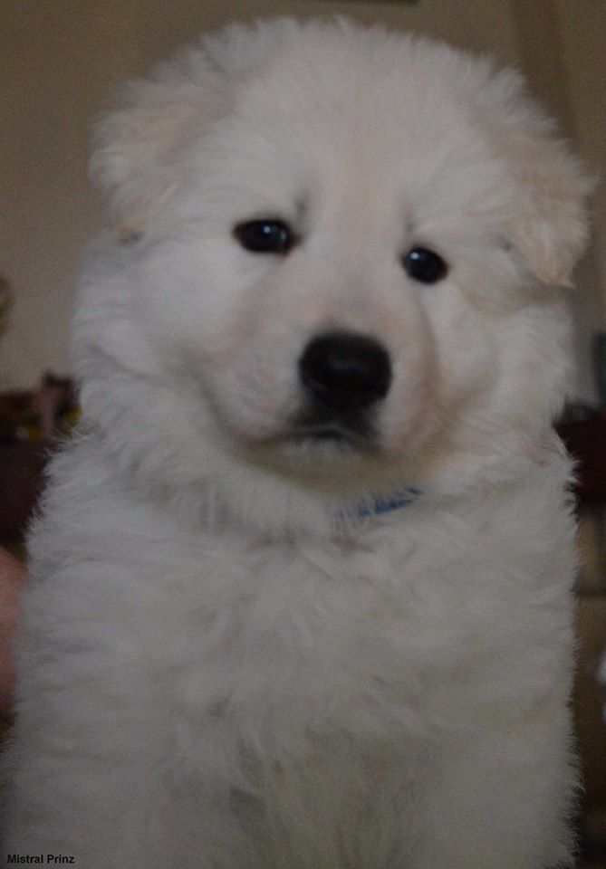 Des Bergers De L'Eau Vive - Berger Blanc Suisse - Portée née le 14/09/2016
